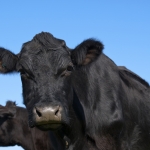 Toro